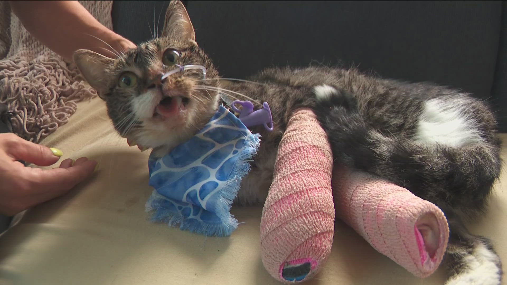 Witnesses say it appeared the tiny cat was tossed from 12 stories up. Now an animal sanctuary is nursing the cat named Rue back to health.
