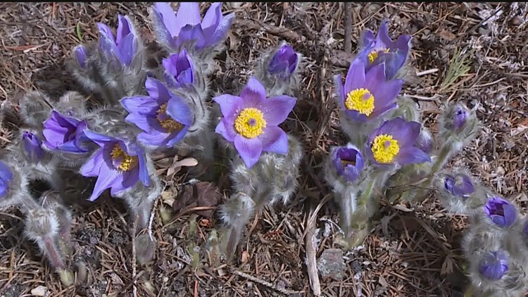 Grow with KARE: What's blooming at the Arb?
