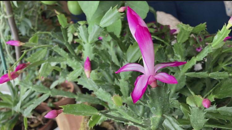 Grow with KARE: How to care for your holiday cactus