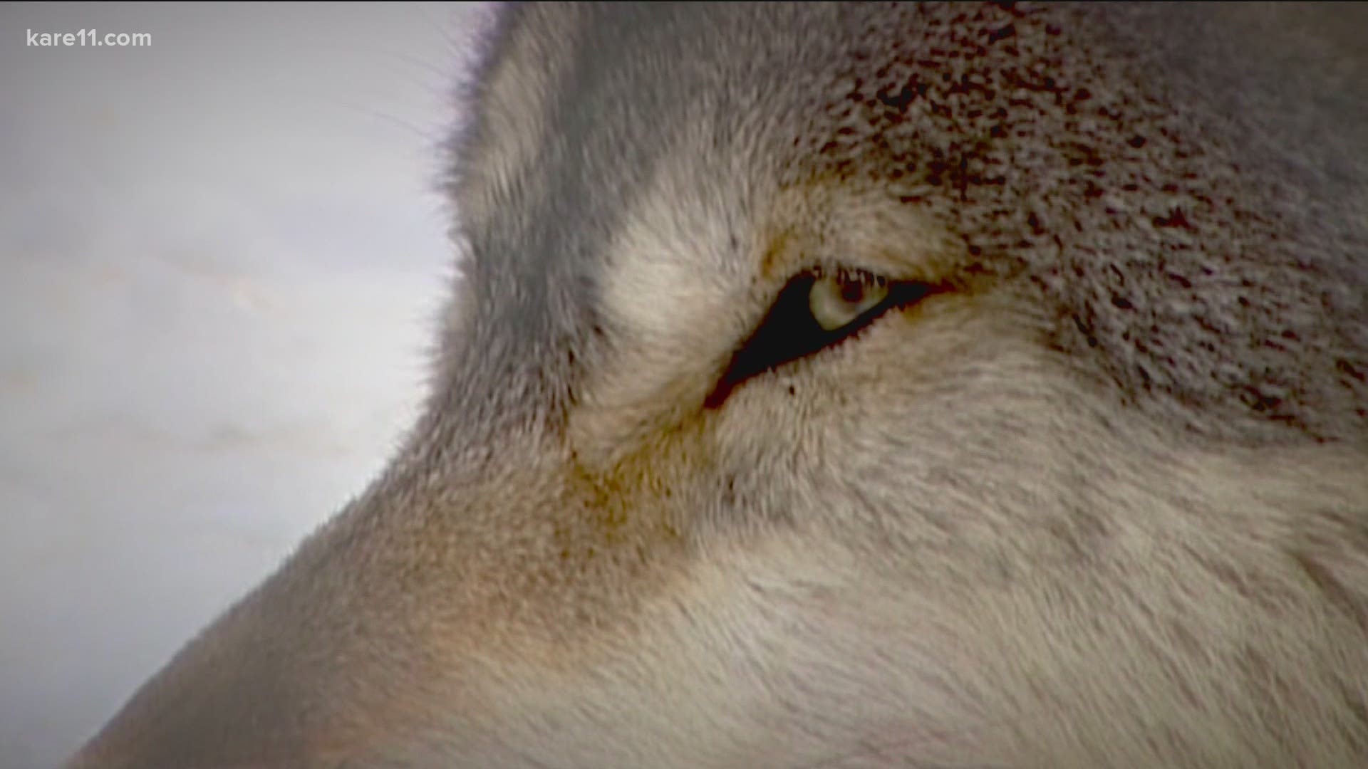 The state's quota was set for 119 wolves. Wisconsin hunters harvested 216 from Monday to Wednesday