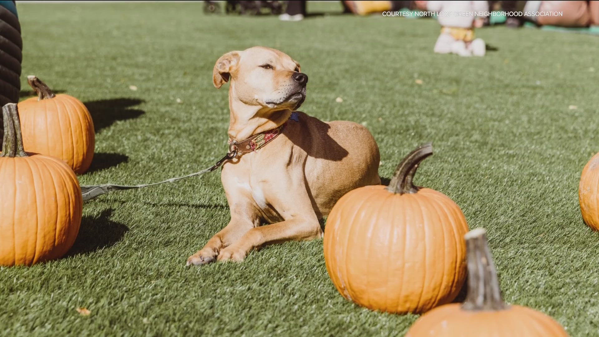 Free activities will include a costume parade, themed snacks, a DJ, pumpkin decorating and lots of candy.