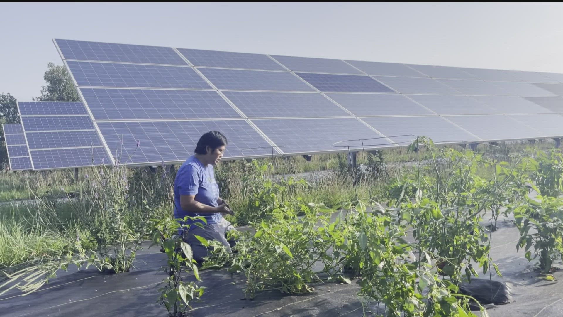 The project in Ramsey allows for the planting of vegetables in between solar panels.