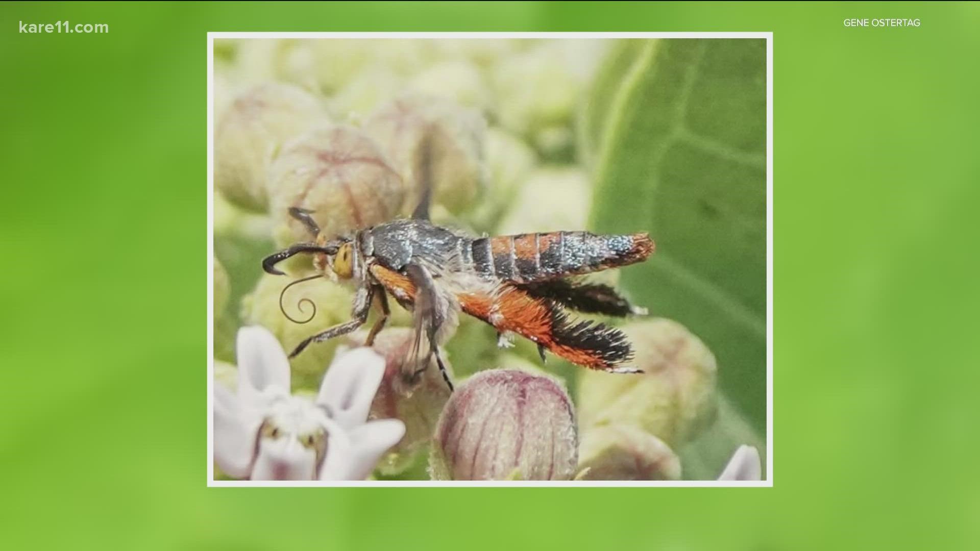 If you start to notice your pumpkins or squash wilt and die, these insects could be to blame