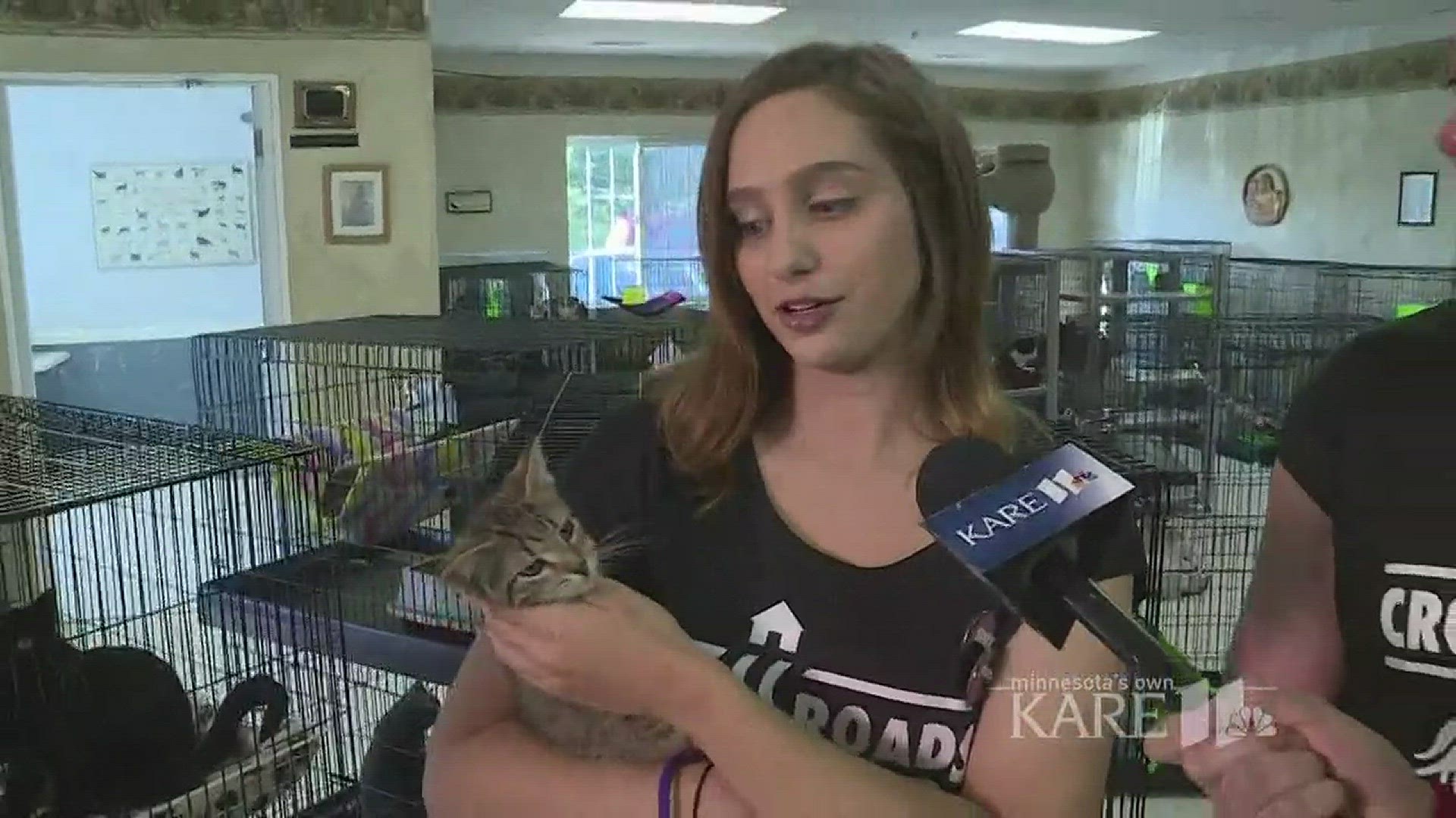 Crossroads Animal Shelter in Buffalo is one of three shelters taking part in NBC and KARE 11's Clear the Shelters event.