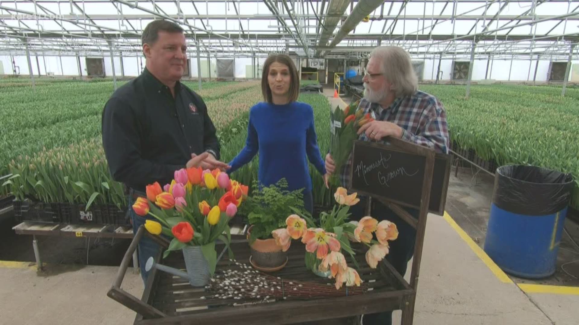 Automation allows Len Busch Roses to grow millions of tulips in Minnesota. They gave us a fantastic tip for after you bring home a bunch.