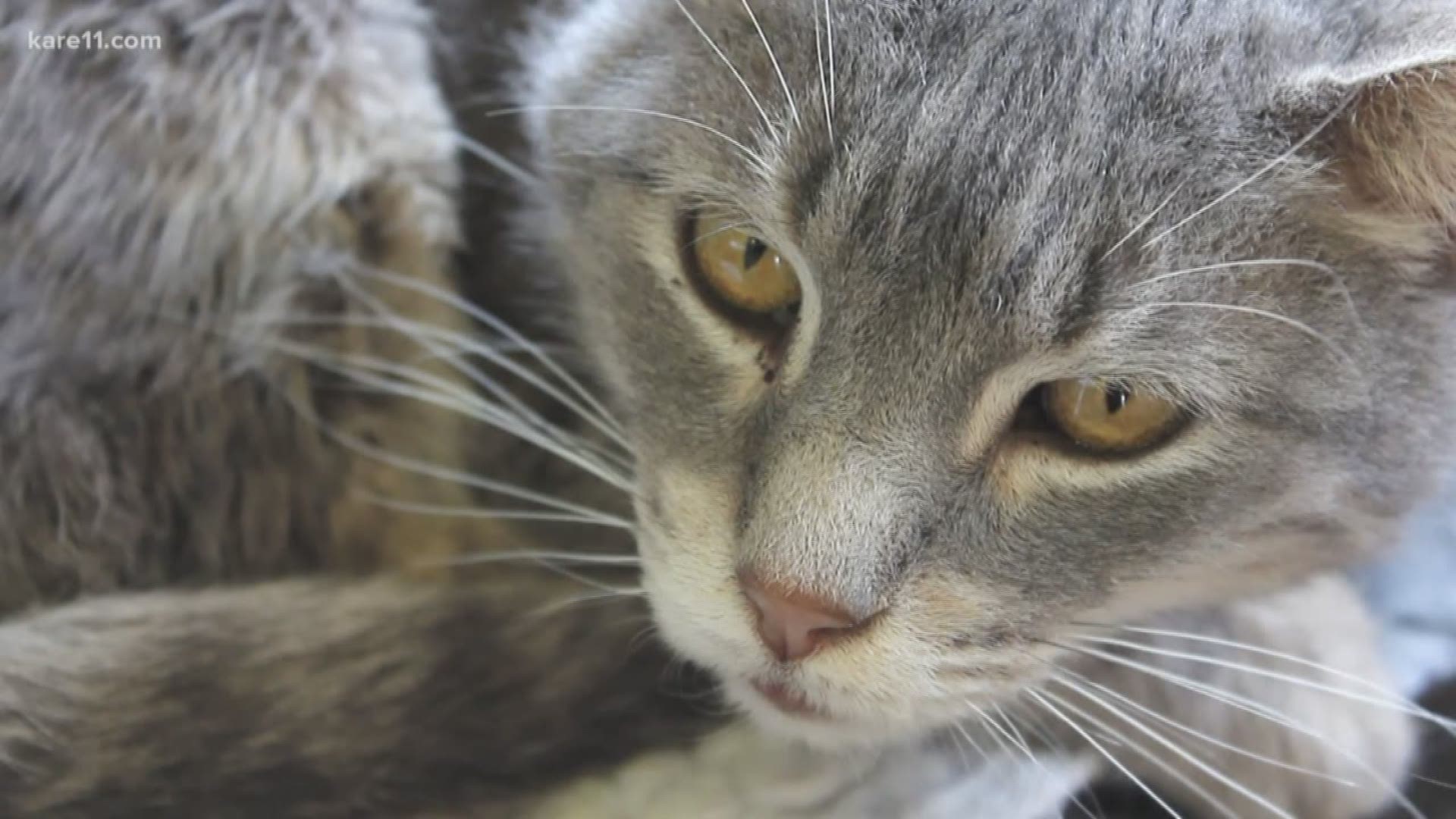 More than 100 cats were taken this eek from what the Animal Humane Society is calling a hoarding situation out of rural Todd County.