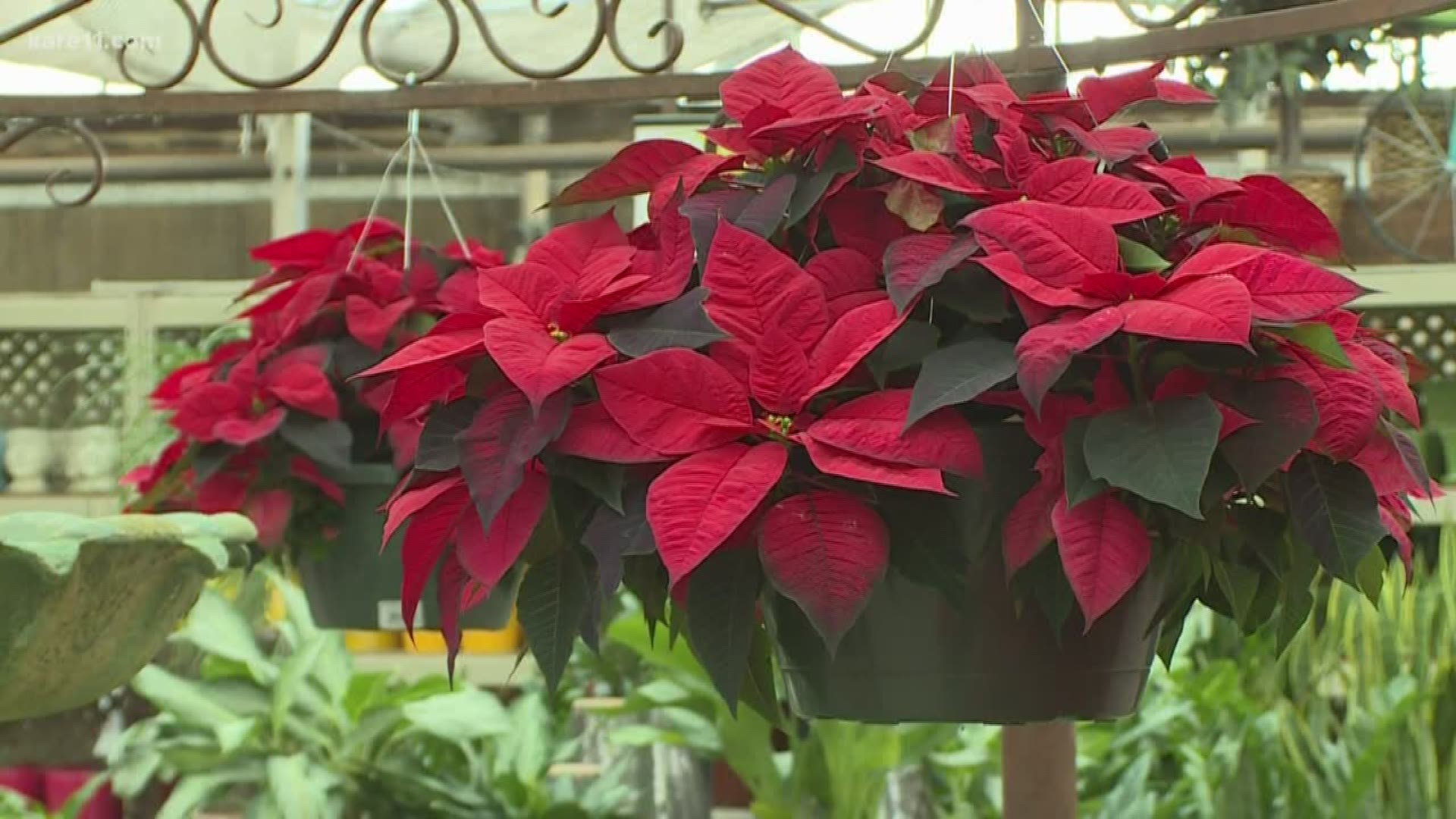Bachman's offers recommendations for how to best care for poinsettias to ensure they look beautiful through the end of the season.
