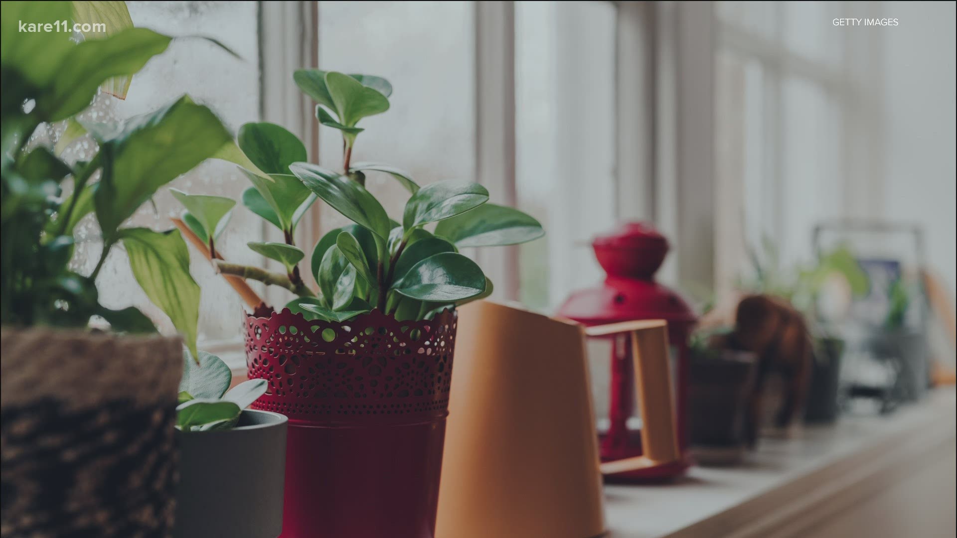 For a lot of reasons, having houseplants in the winter is a great idea. But the key to house plant success is the right light.