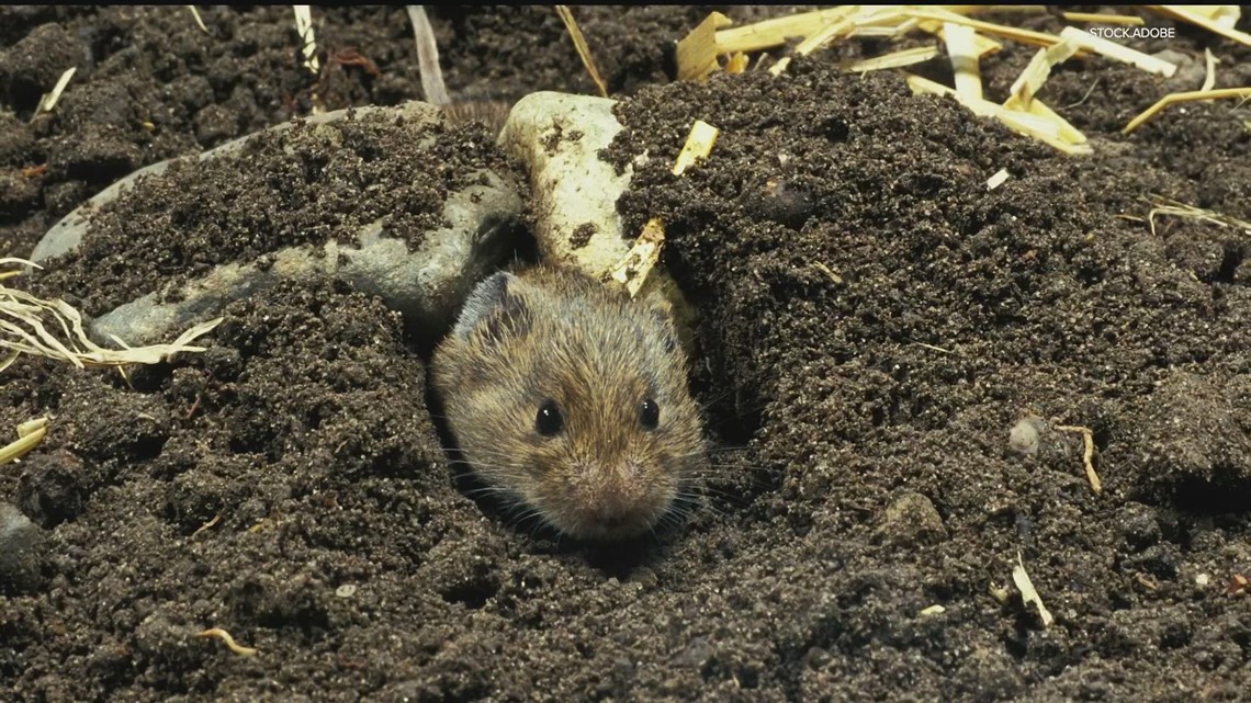 Voles and other critters cause damage to lawns over winter