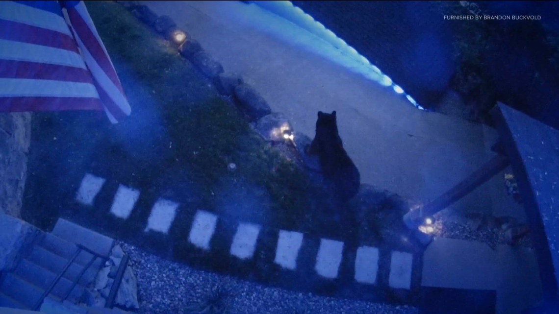 Bear sighting in Burnsville part of a growing trend
