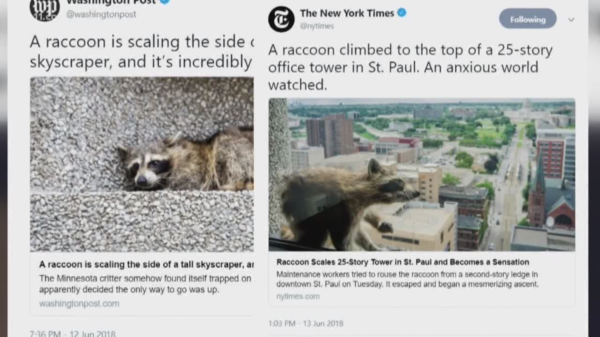 Why did this raccoon thing go viral? | kare11.com