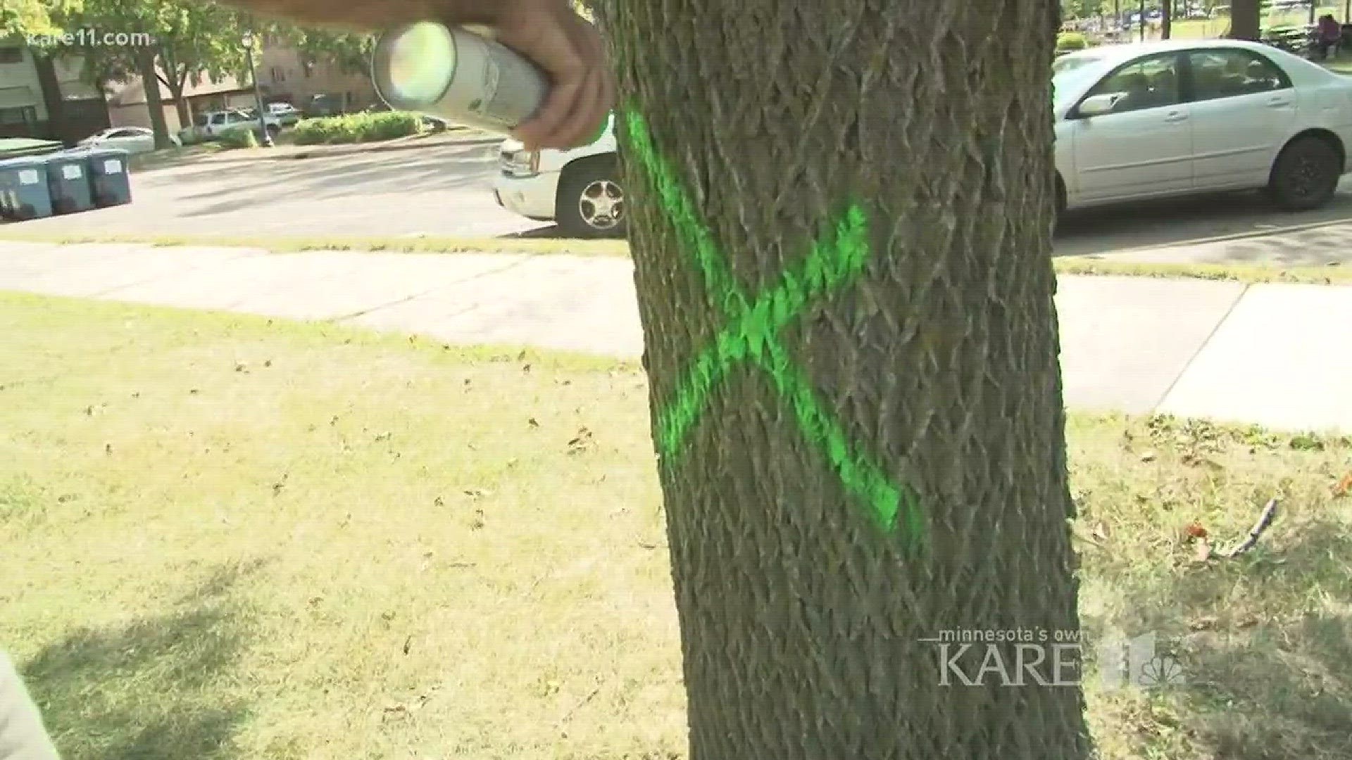 Officials believe the Emerald Ash Borer came to Minnesota in 2009, and as it spreads across the state, experts say almost all of our ash tree population is now considered to be critically endangered. http://kare11.tv/2lsNZau