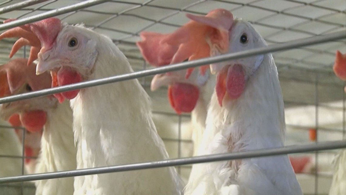 Influenza aviaria trovata negli allevamenti di pollame in Minnesota