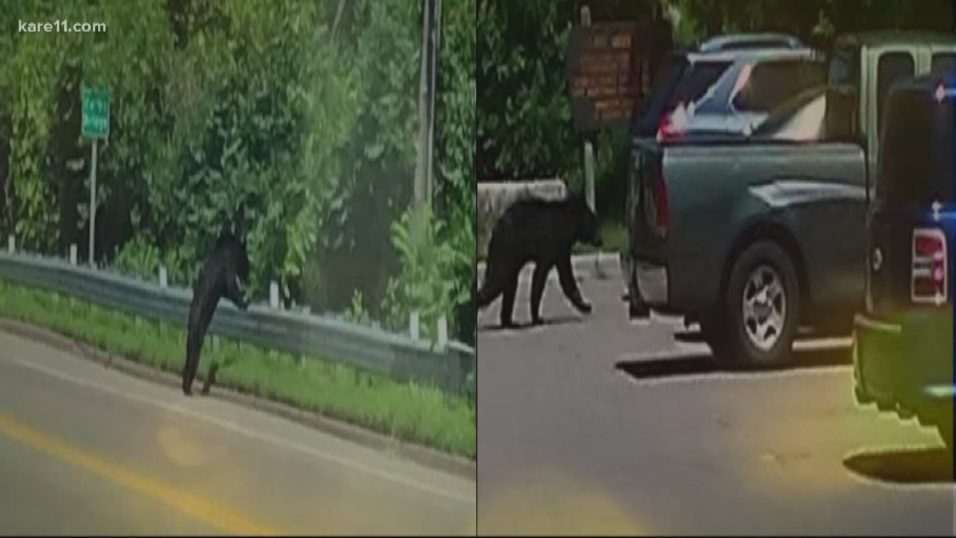 A 250-pound bear that wandered into a heavily populated area of Lake Minnetonka on Saturday afternoon was shot and killed. The DNR says it considered the bear a public safety threat. https://kare11.tv/2KEkHl7