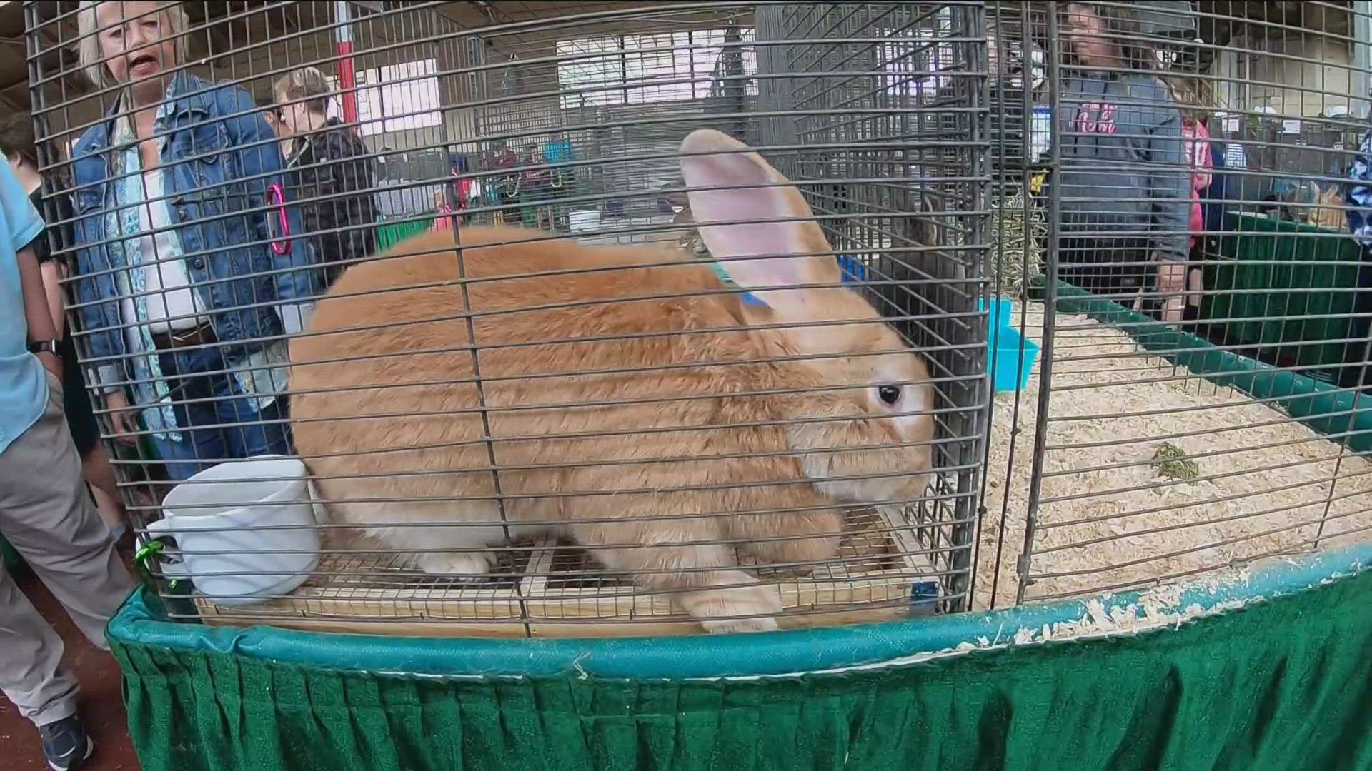 It's more than just farm animals at the Minnesota State Fair, you can also find rabbits!