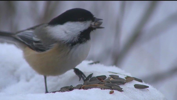 WeatherMinds: An ode to the chickadee