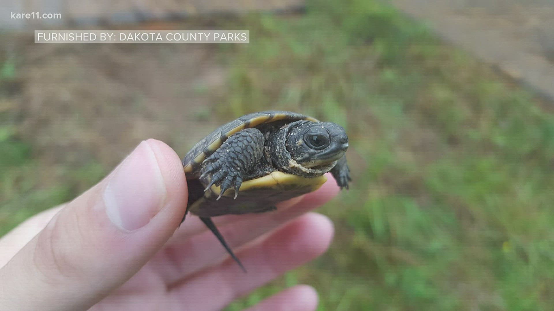 Blanding's turtles discovered in Dakota County