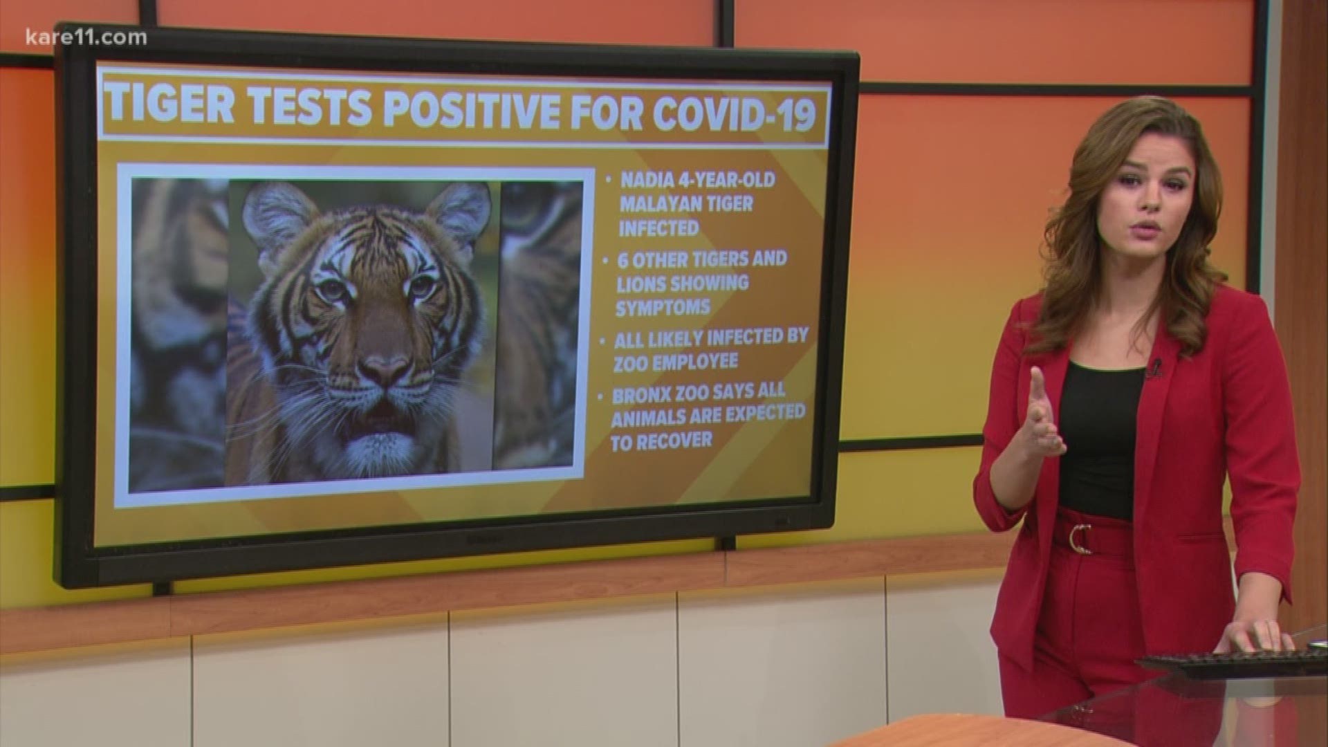 Tiger at NYC Bronx Zoo positive for coronavirus, first known