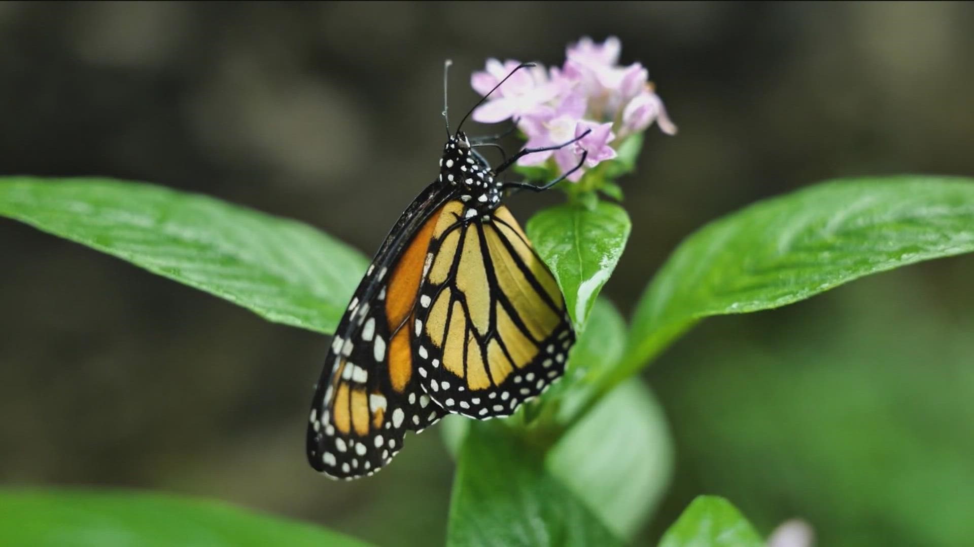 The International Monarch Monitoring Blitz asks people in Canada, the U.S. and Mexico to look for monarchs in various stages and log their observations for 10 days.