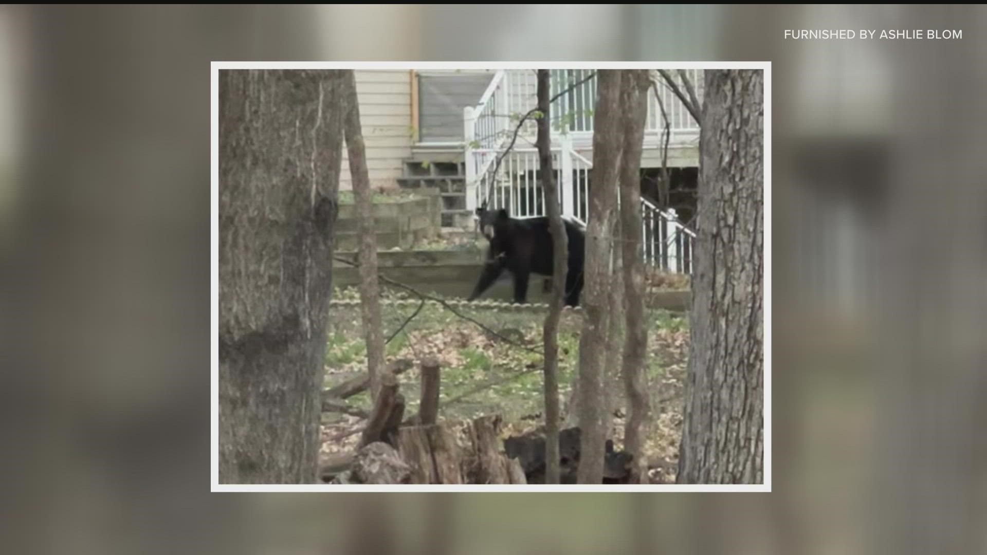 Twin Cities metro residents report several bear sightings