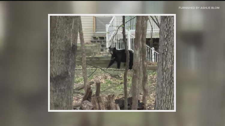 Twin Cities residents report multiple bear sightings