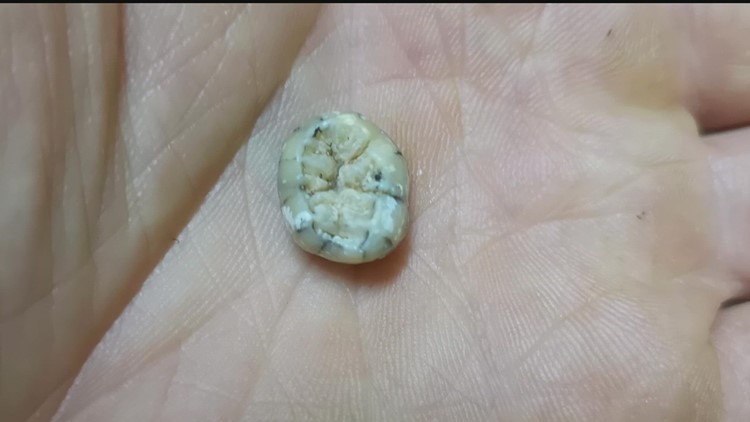 Ancient tooth in Laos cave a major find for human history