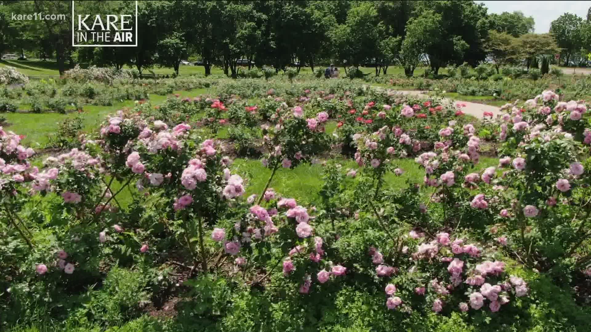 The Rose Garden is the second oldest public rose garden in the United States, and showcases 3,000 plants in 100 different varieties.