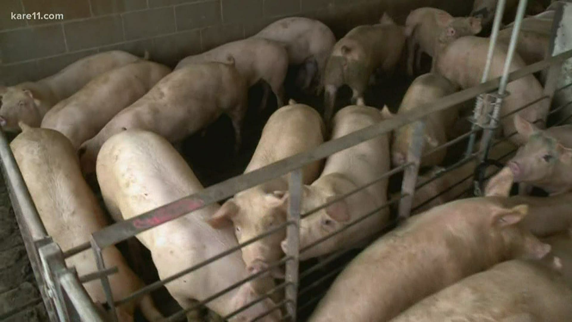 Minnesota hog farmer tries to sell his pigs with plants closed