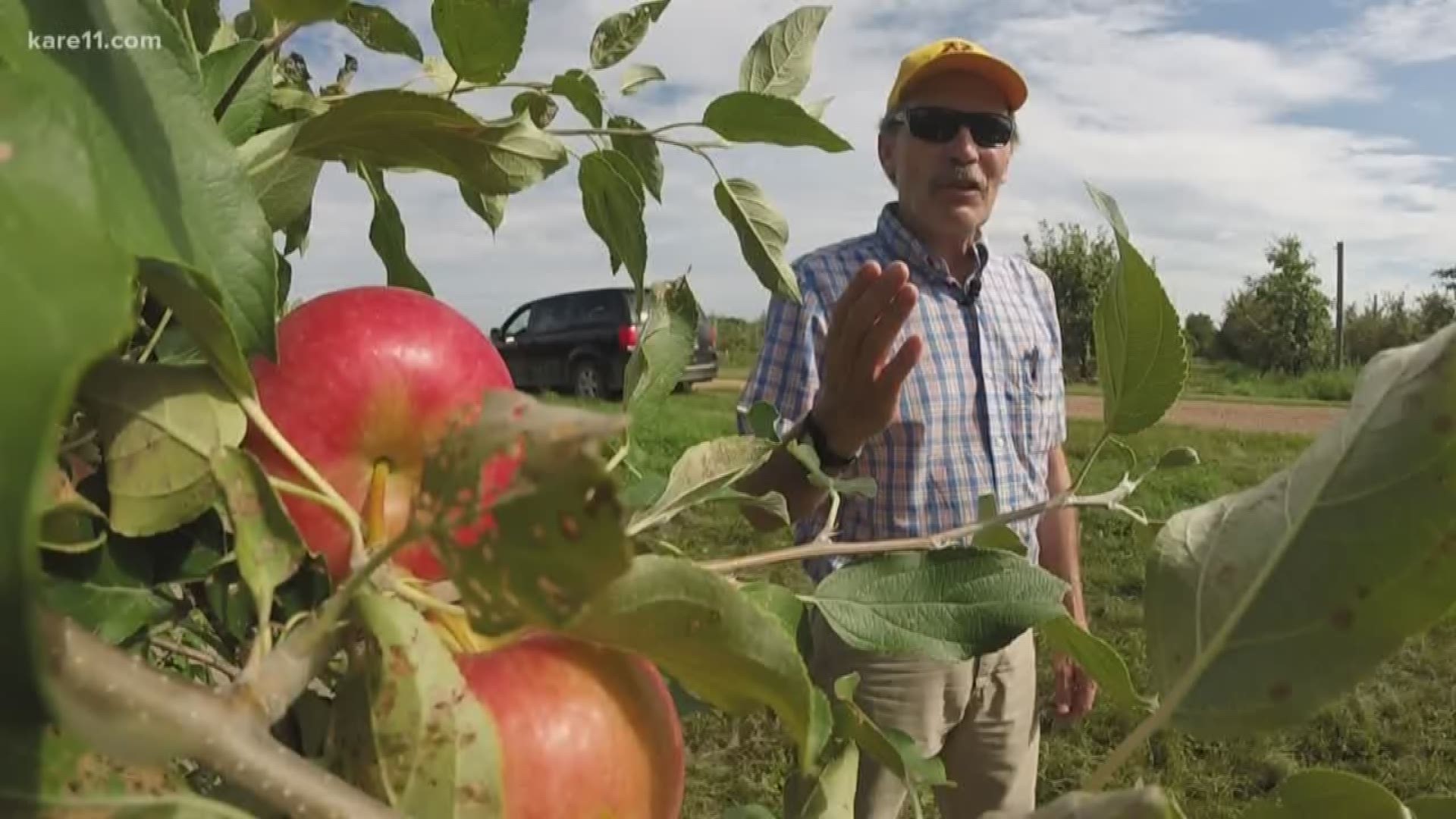 The newest apple developed at the University of Minnesota is finally here. First Kiss -- the child of Honeycrisp. https://kare11.tv/2KAwfAY