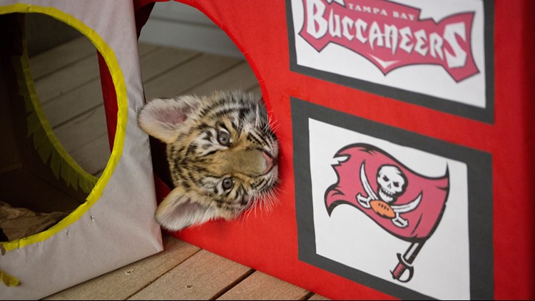 Dash the tiger cub predicts Buccaneers to win Super Bowl, News