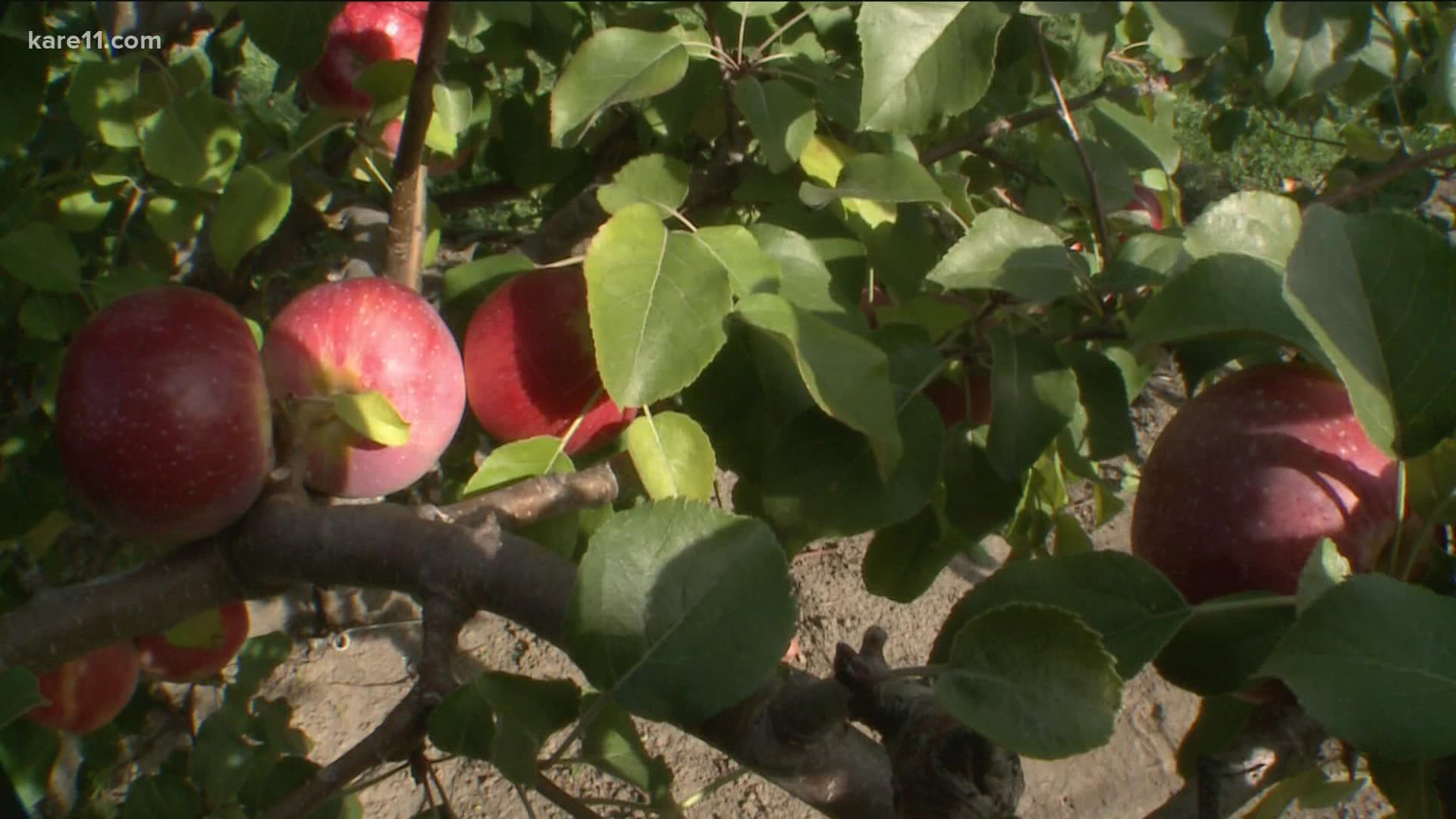 David Bedford, University of Minnesota researcher and apple breeder, said they have the greatest number of the world’s supply of Triumph apple trees: four.