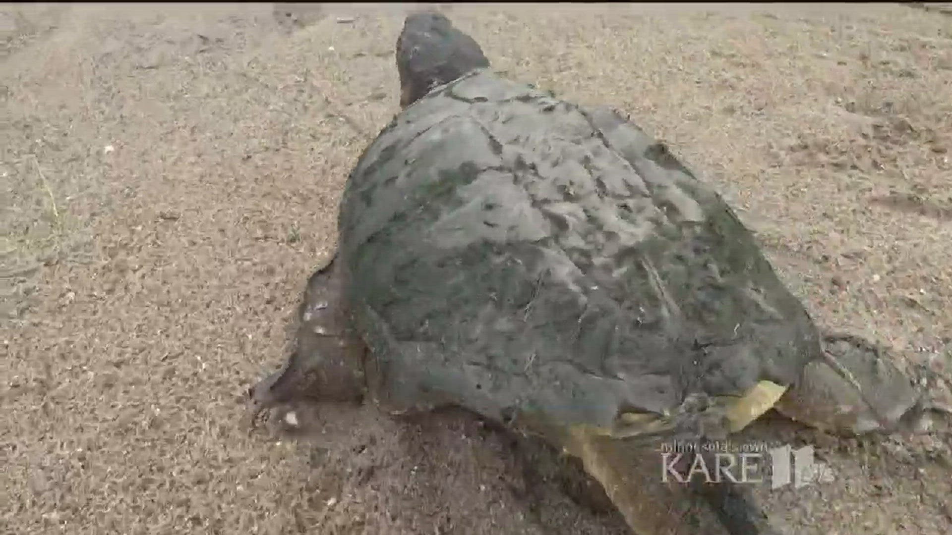 Turtle study progress on Medicine Lake
