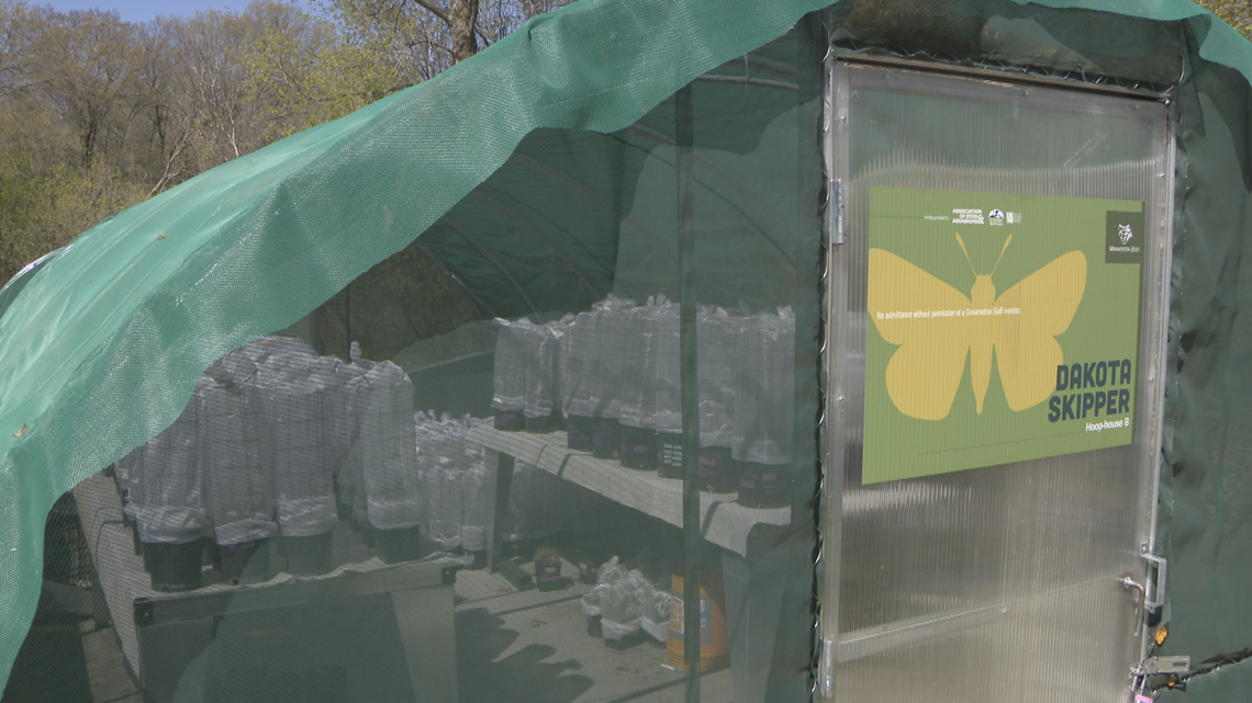 MN Zoo working to restore endangered butterfly species - Vimarsana News