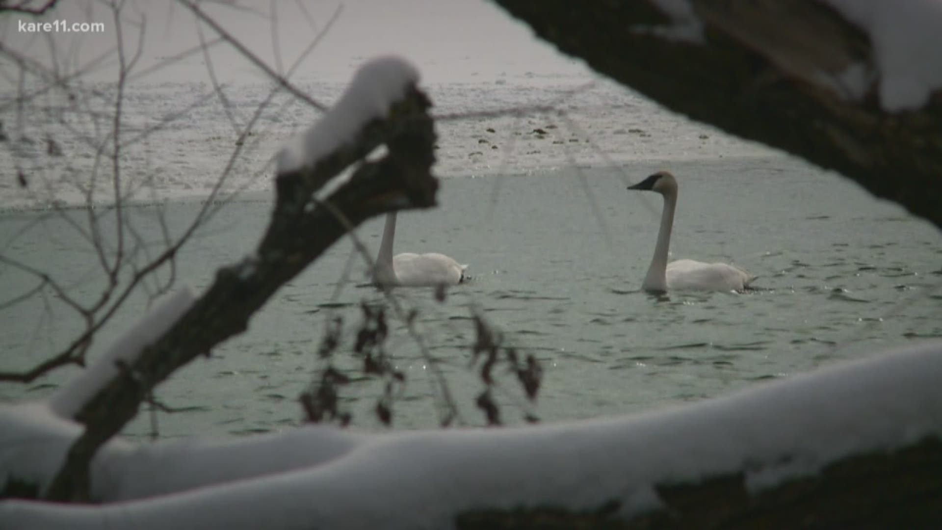 The Vadnais Lake Area Water Management Organization has reported more than a dozen trumpeter swan deaths since last year.