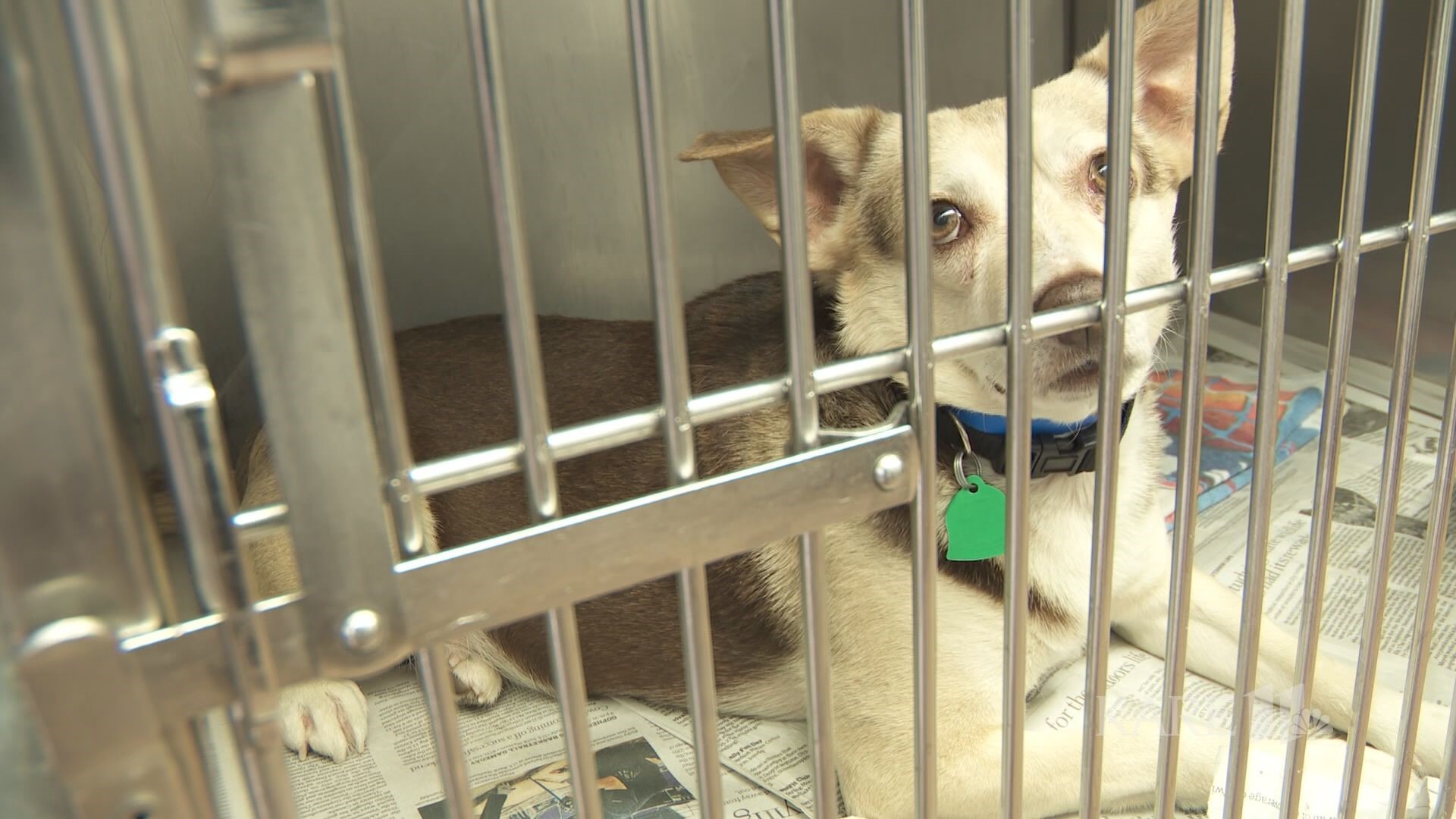 Minnesota locations of Animal Humane Society ask community for donated ...