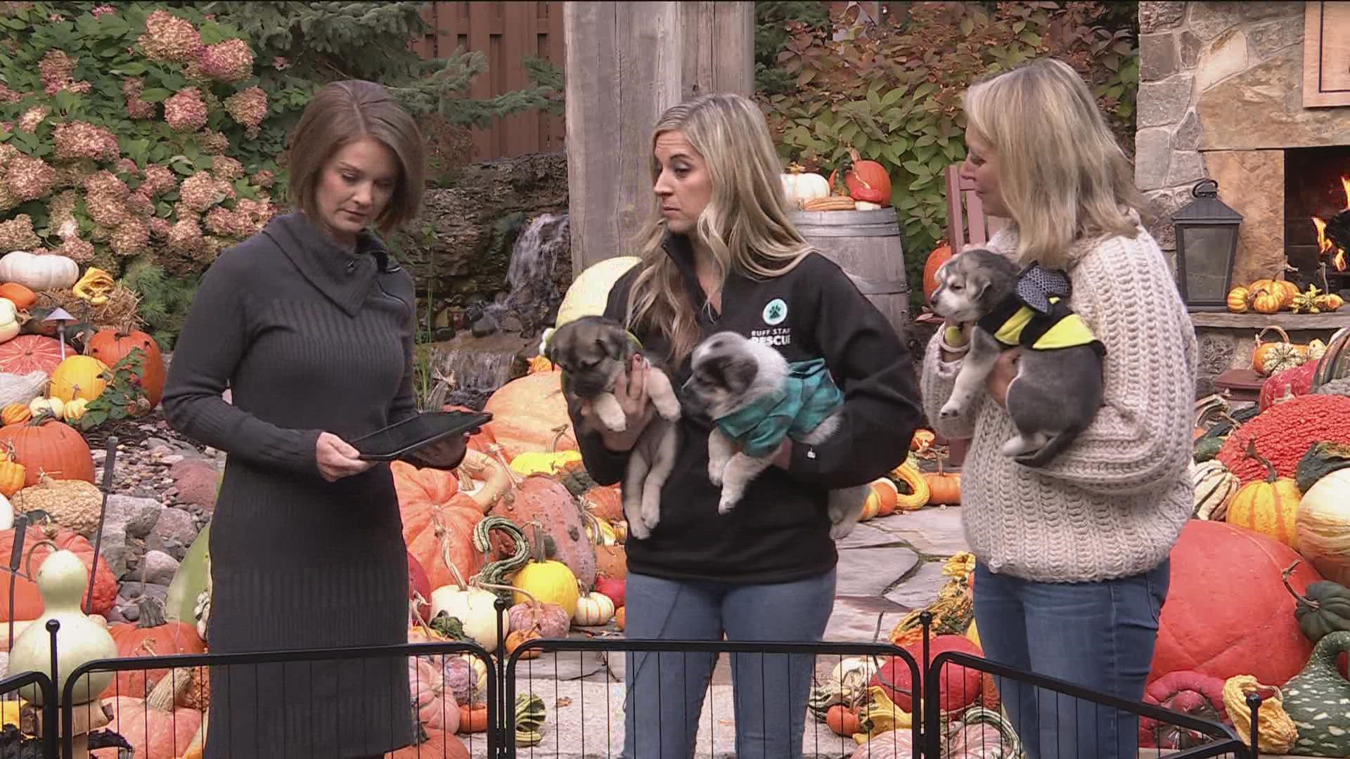 Halloween is a blast for kids of all ages, but it’s often a very scary time for pets.