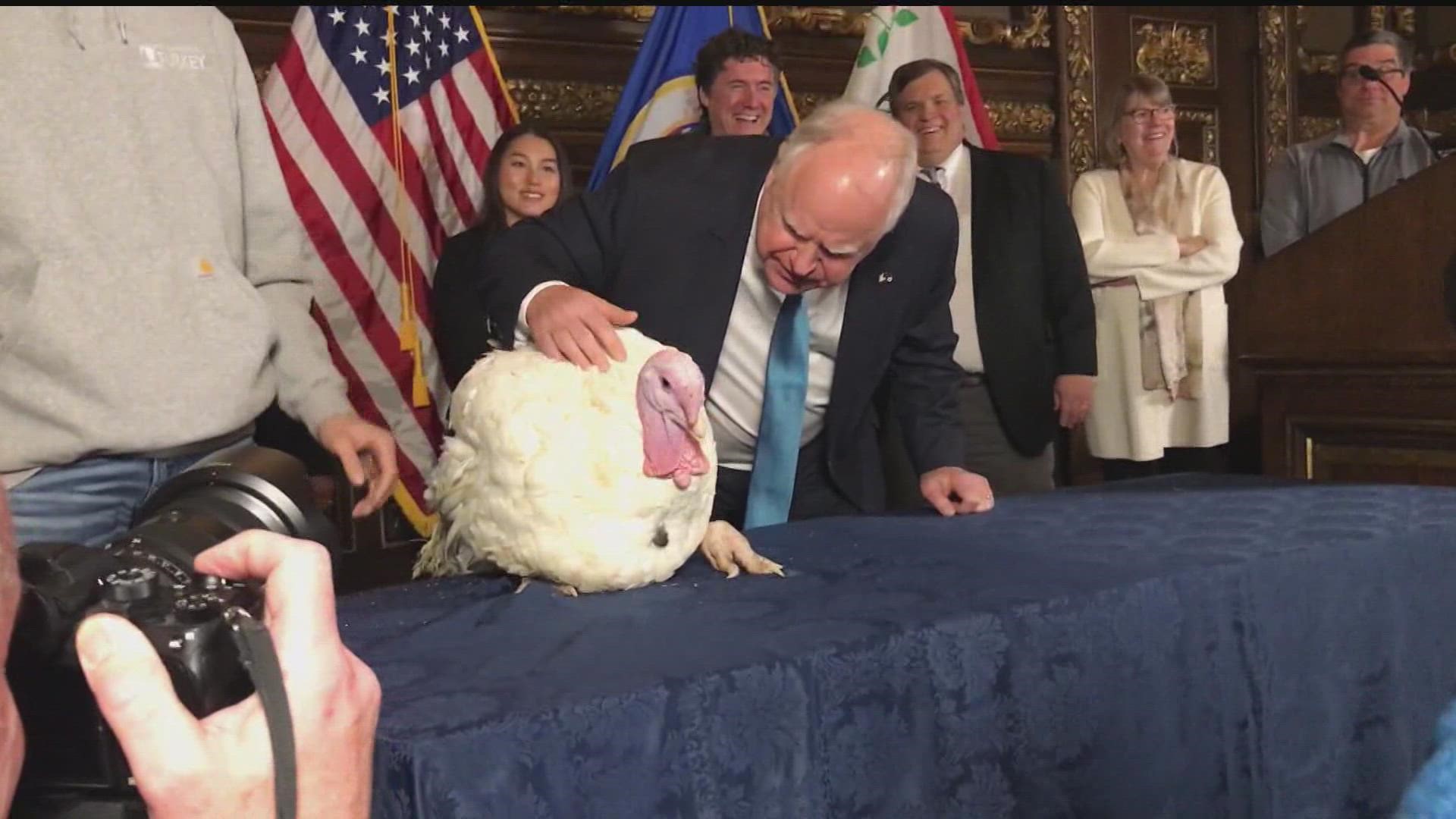 On Tuesday, Gov. Tim Walz continued the long-standing tradition of throwing the spotlight on Minnesota's nation-leading turkey industry ahead of Thanksgiving.