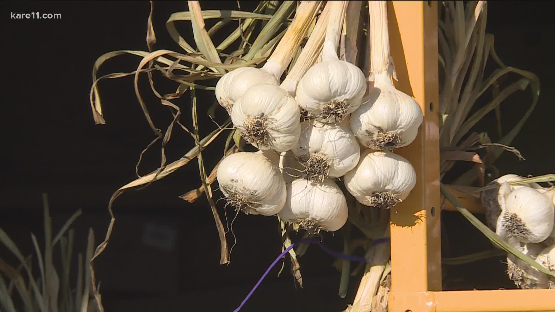 Garlic is well-suited to Minnesota's northern climate, and fall is the time to think about planting it.