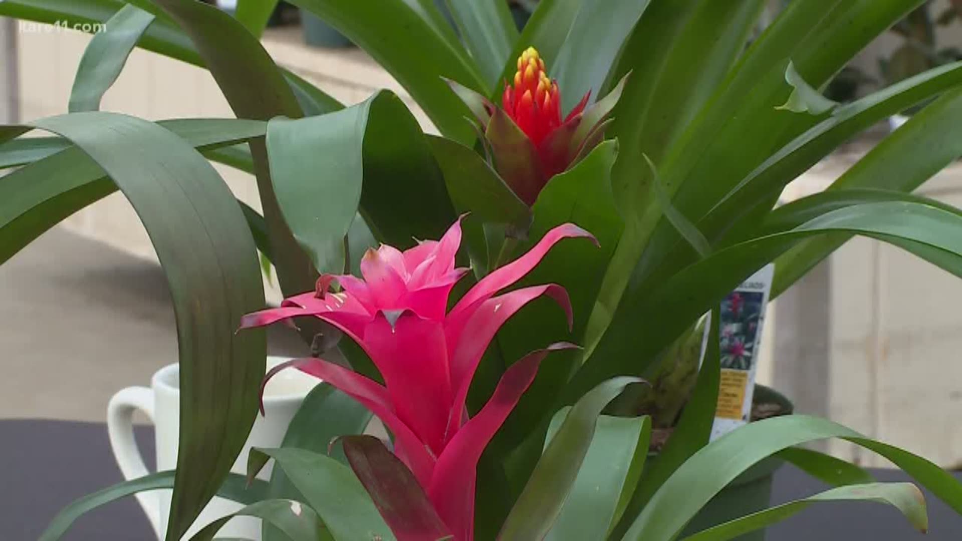 Bromeliads, our January Plant of the Month, provide great sturdy color for your winter home that can at times feel a bit drab.