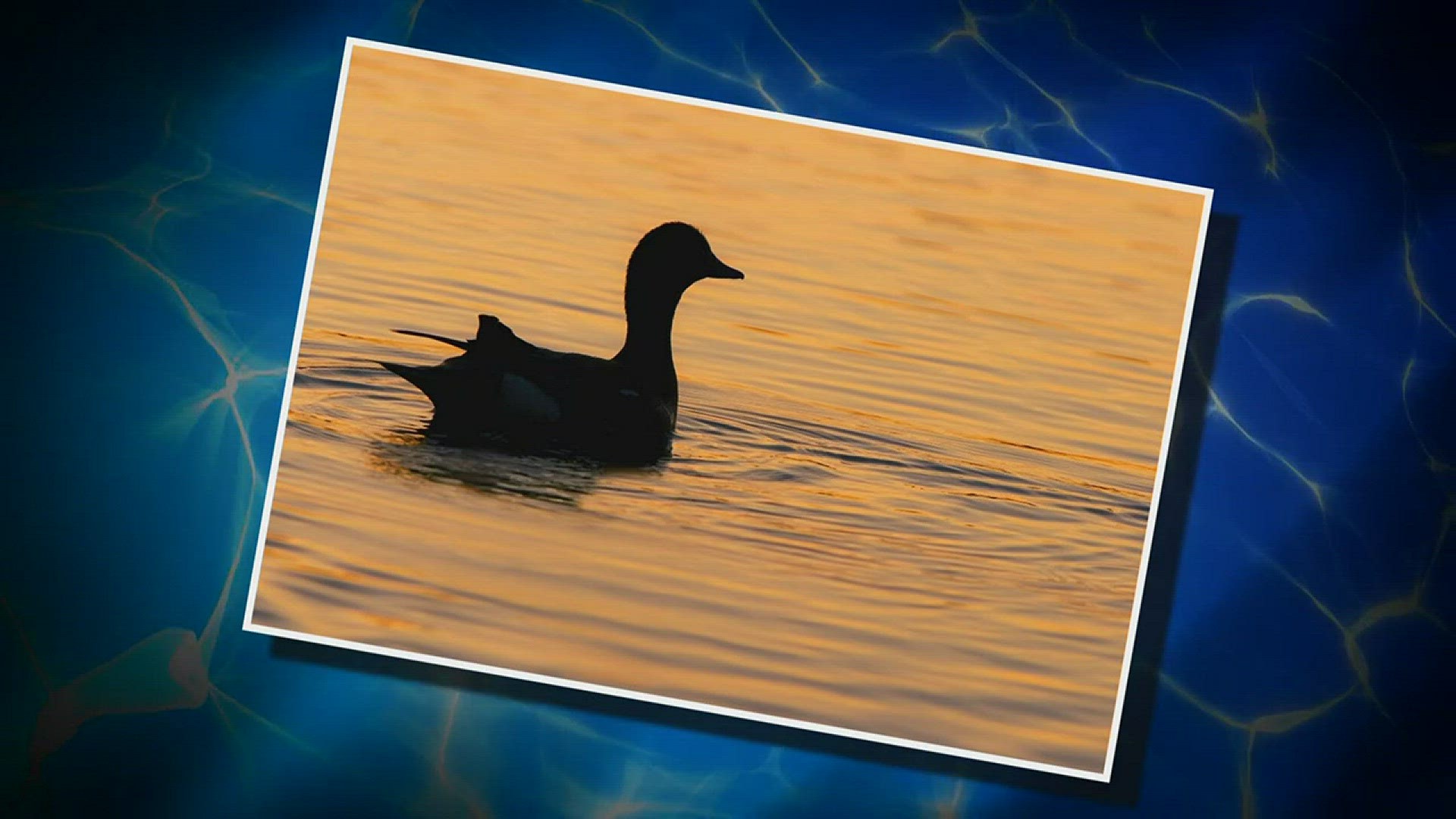 Is it goose or gray duck? Chris Hrapsky set to find out. http://kare11.tv/2xw39wh