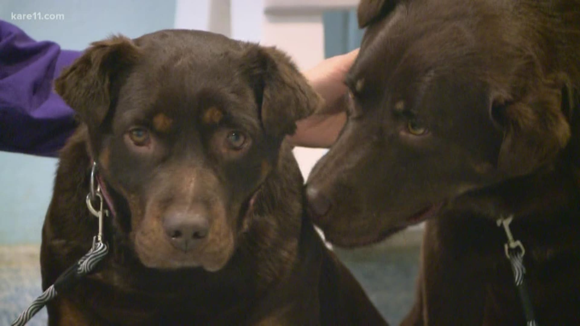Emotional send off for dogs adopted in Red Wing 