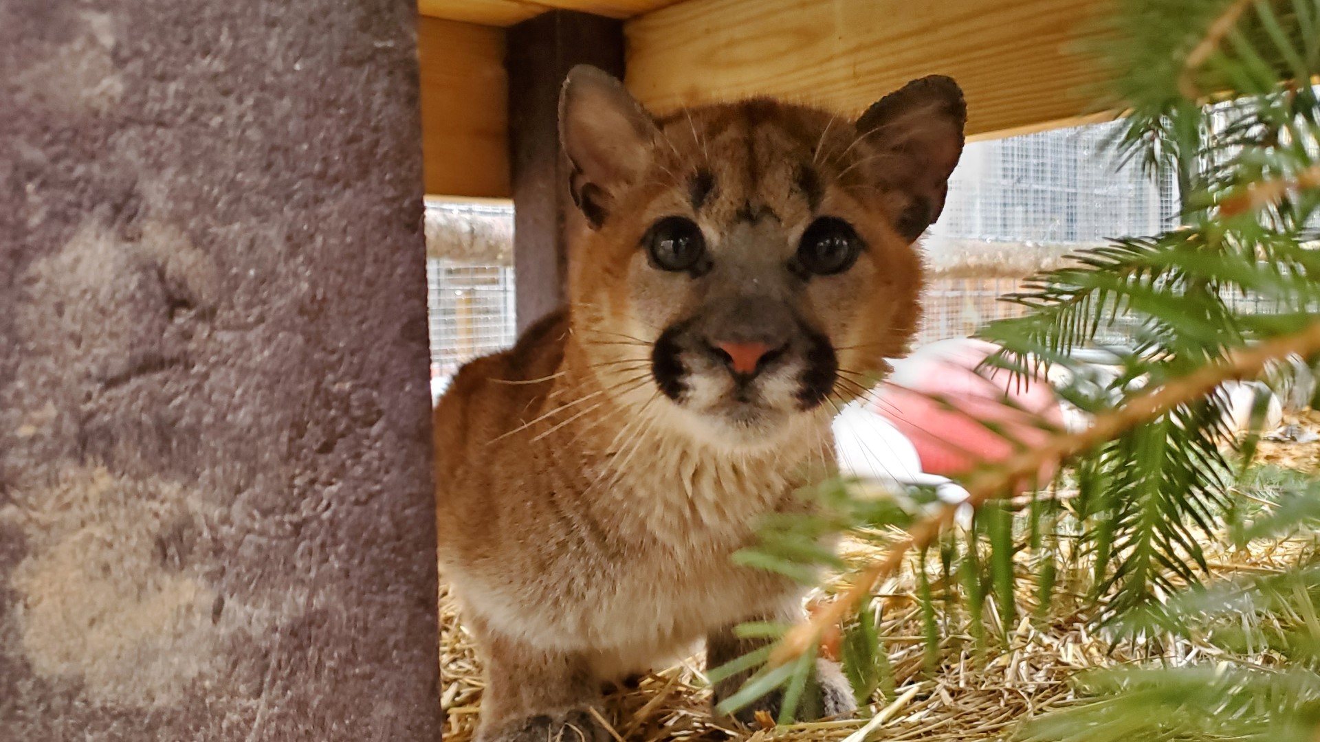 Minnesota's Wildcat Sanctuary rescues cougar kitten