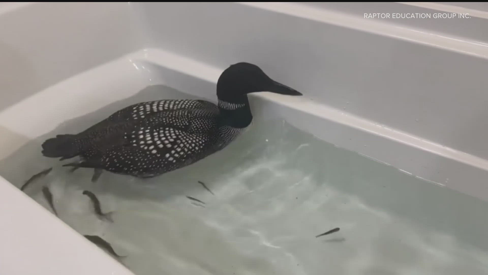 "Fallout" occurs when rare atmospheric conditions cause ice to form on a loon's body, causing them to crash land due to weight or inability to physically fly.
