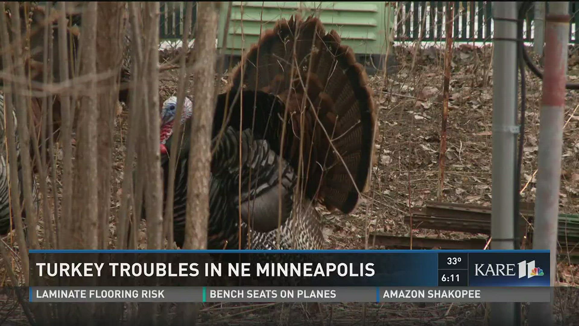 Turkey troubles in northeast Minneapolis