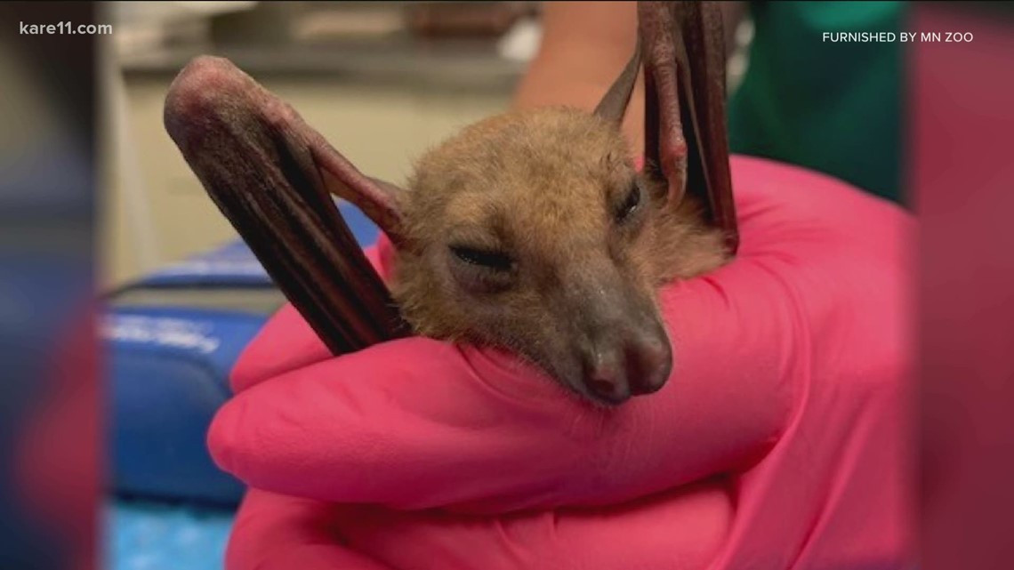 Bat undergoes relatively rare wing surgery at MN Zoo
