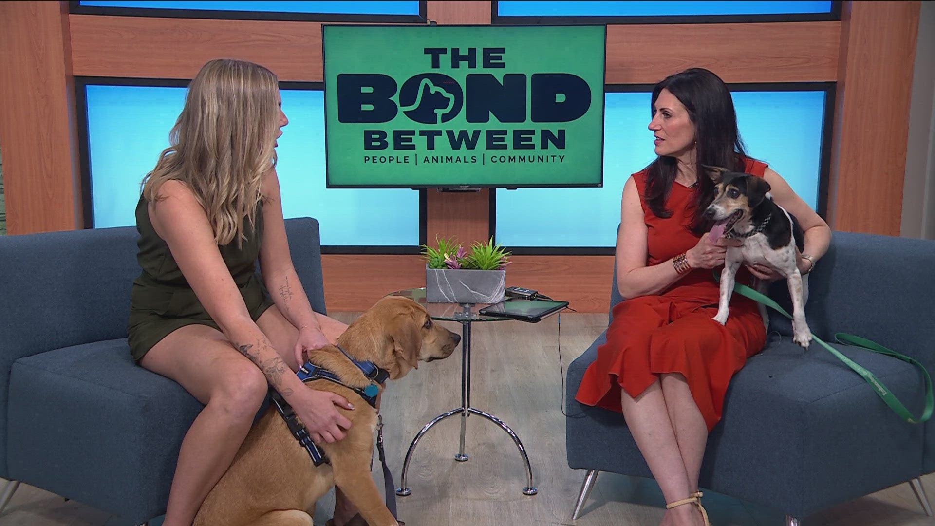 Adoption rates are down and returns are up as economic concerns mount, and the nonprofit currently has 72 animals waiting for their forever homes.