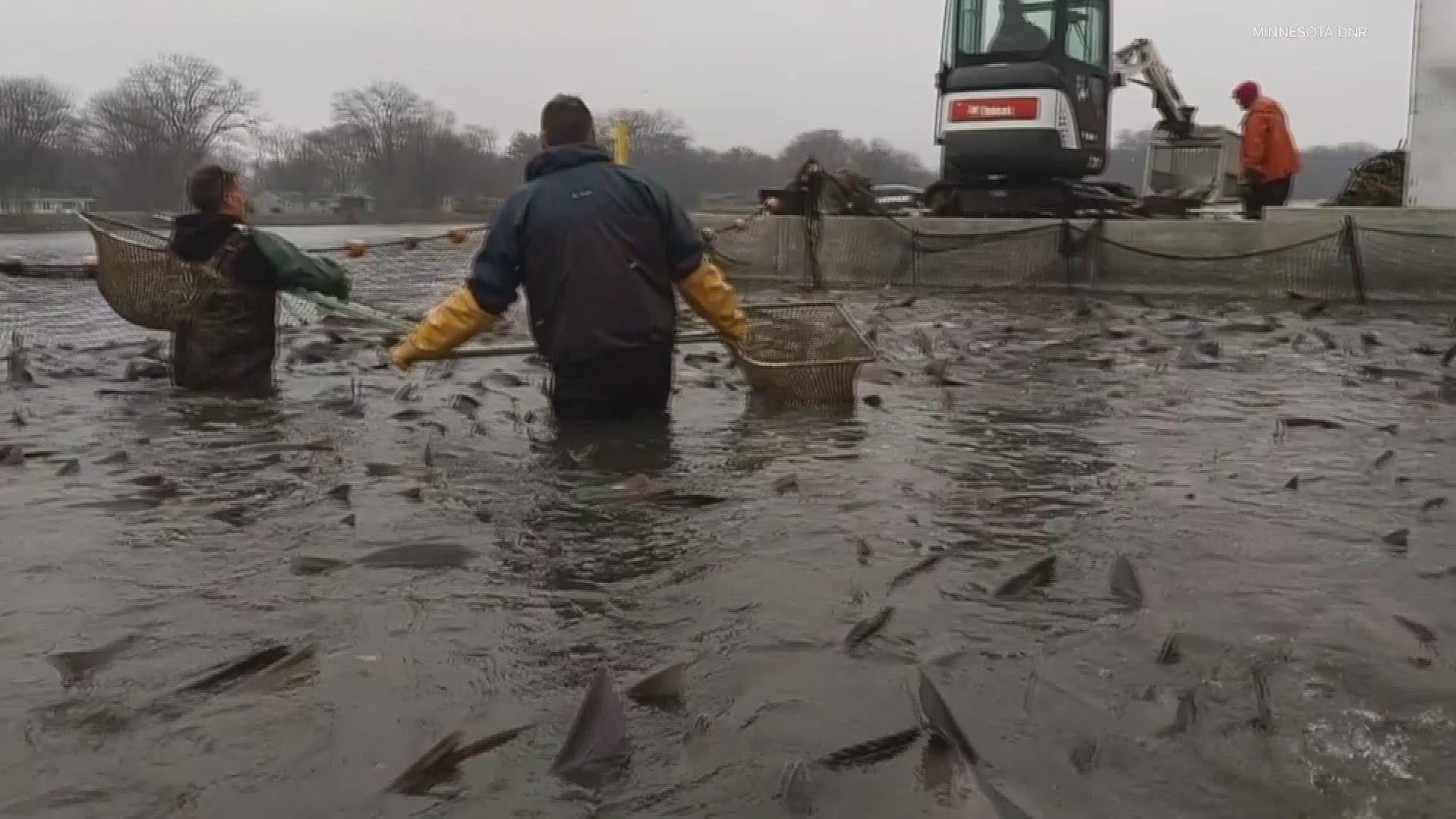 An intensive netting effort is underway after the Minnesota DNR announced that more than 50 invasive carp were netted by commercial fisherman last weekend.