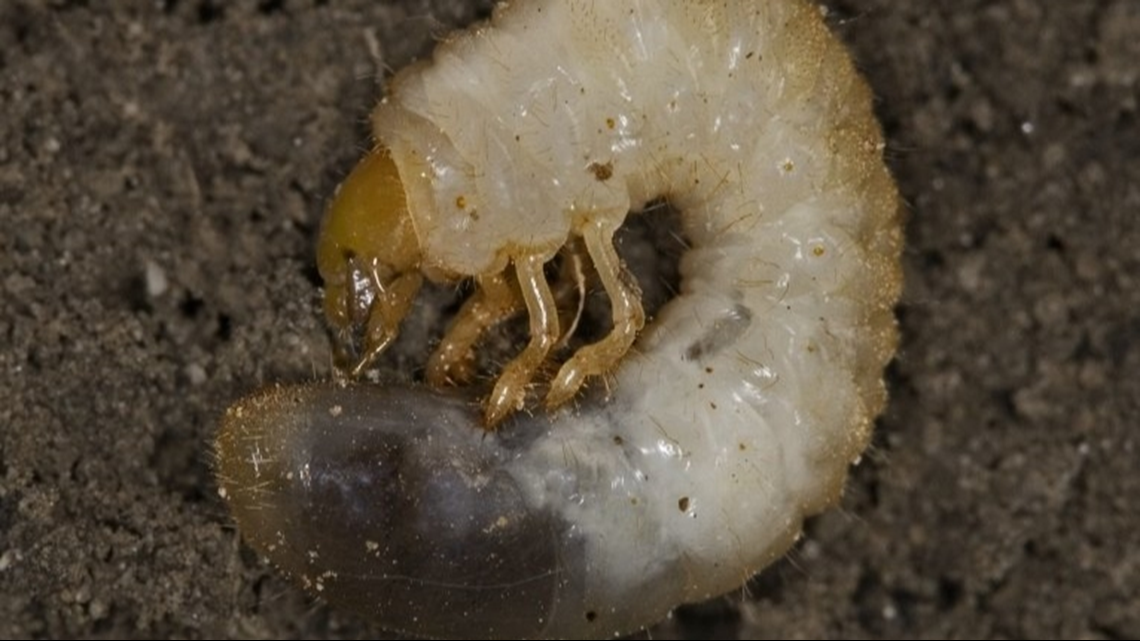 Destructive grasseating beetle discovered in Minnesota