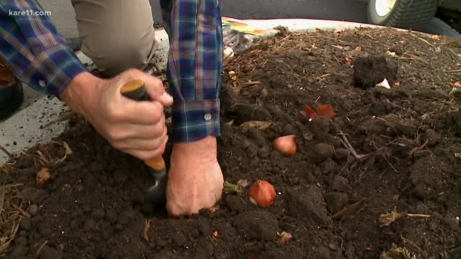 You can ensure spring color by getting spring bulbs in the ground now!