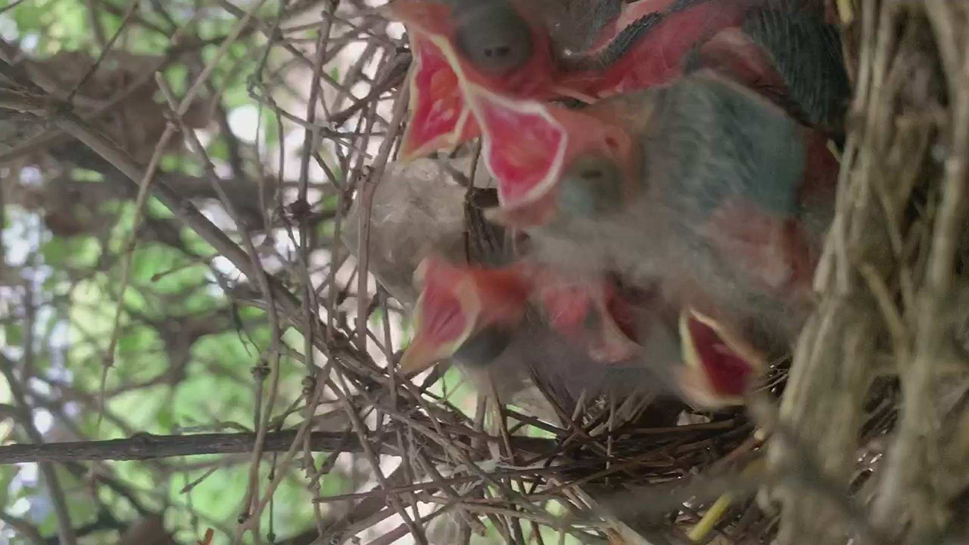 Four little cardinals are nesting in a lilac tree next to our front porch!
Credit: Greta Schramm